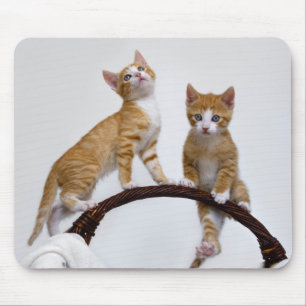 Tapis De Souris Photo Cute Baby Cats Kittens Funny Gym