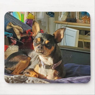 Tapis De Souris Photo de chien Chihuahua personnalisé