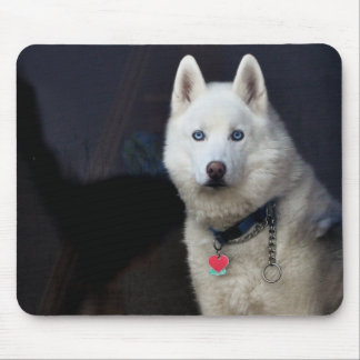 Tapis De Souris Photo de chien de traîneau sibérien