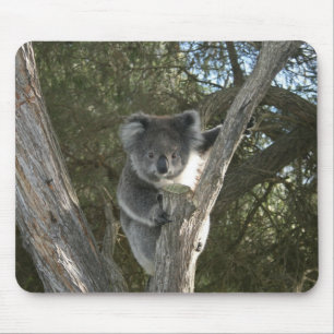 Tapis De Souris Photo de koala mignon grimpant un arbre
