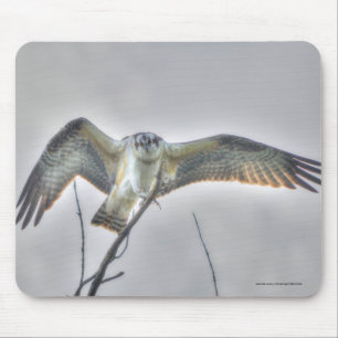 Tapis De Souris Photo de la faune de l'Osprey juvénile - Aigle