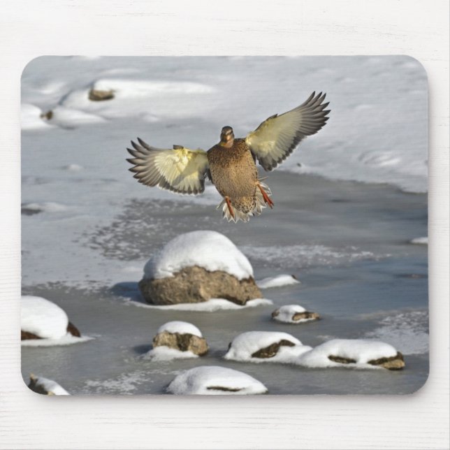 Tapis De Souris Photo de la faune de Mallard Duck Birlover (Devant)