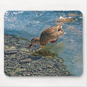 Tapis De Souris Photo de la faune de Mallard Duck pour les amateur