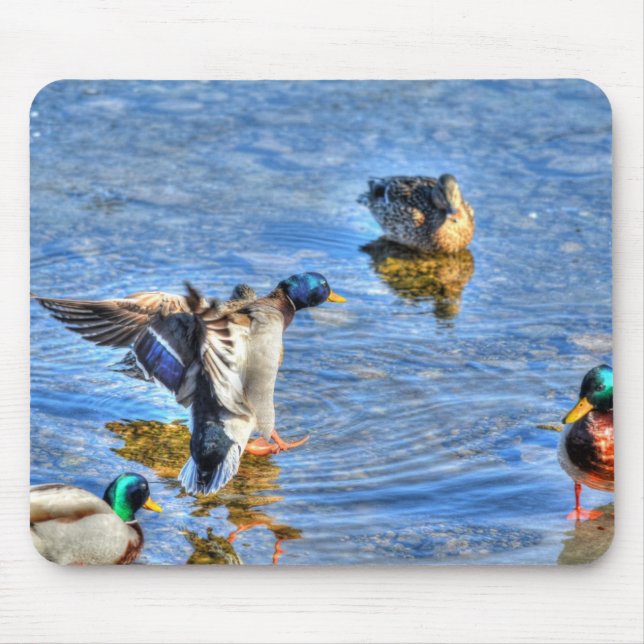 Tapis De Souris Photo de la faune de Mallard Duck pour les amateur (Devant)