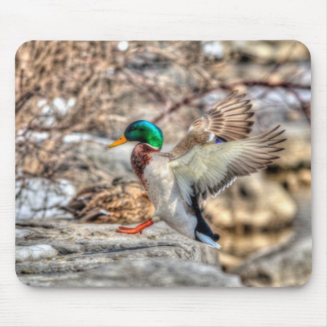 Tapis De Souris Photo de la faune de Mallard Duck pour les amateur (Devant)