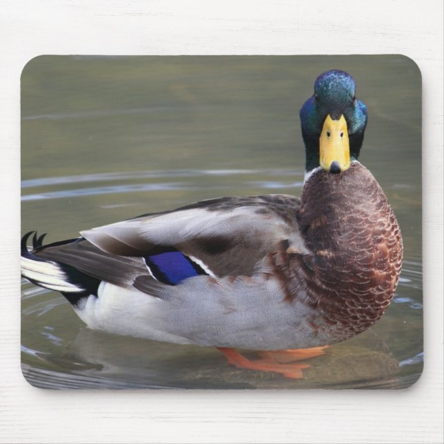 Tapis De Souris Photo de Mallard Duck Drake Water (Devant)