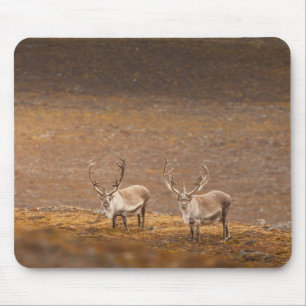 Tapis De Souris Photo de rennes dans la nature