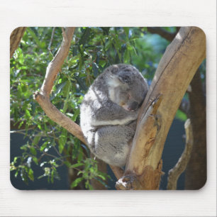 Tapis De Souris Photo Koala