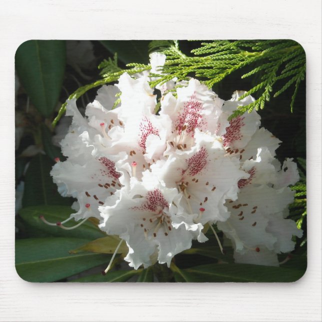 Tapis De Souris Photo rose de rhododendron (Devant)