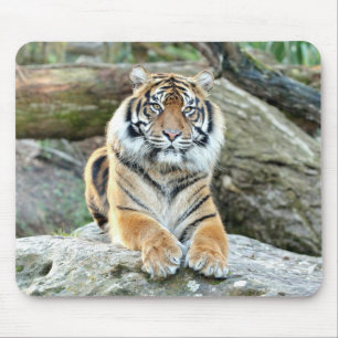 Tapis De Souris photo tiger cat animal.  pavé souris