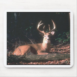 Tapis De Souris Photo White Tail Deer Buck