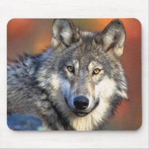 Tapis De Souris Photo Wolf