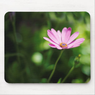 Tapis De Souris Photographie de fleur de Marguerite africaine