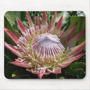 Tapis De Souris Photographie de fleurs King Protea