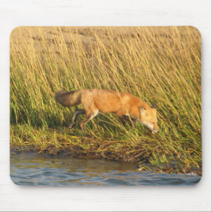 Tapis De Souris Photographie de Fox rouge