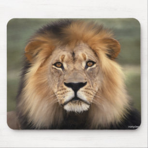 Tapis De Souris Photographie de lions