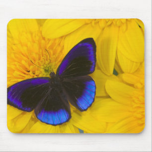 Tapis De Souris Photographie de papillon