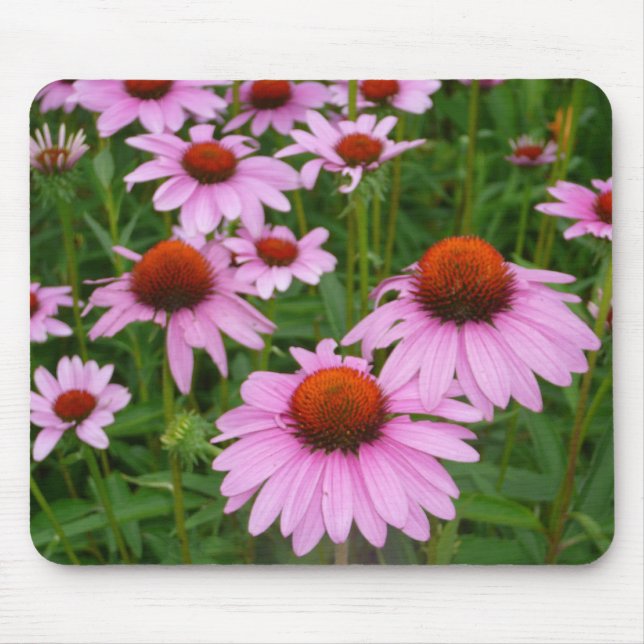 Tapis De Souris Photographie Fleurs roses chaudes dans le jardin (Devant)