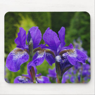 Tapis De Souris Photographie florale d'Iris sibirica
