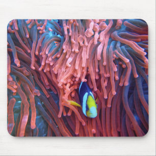 Tapis De Souris Photos aquatiques nautiques Photographie d'animaux
