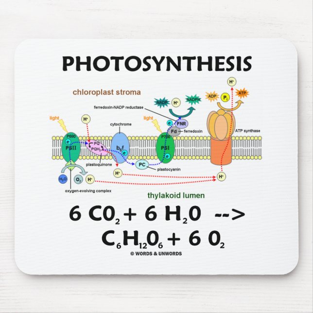 Tapis De Souris Photosynthesis (Carbon Dioxide + Water) (Devant)