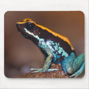 Tapis De Souris Phyllobates vittatus, une grenouille à flèche empo