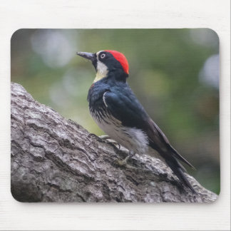 Tapis de souris Pic Woodpecker | Art de l'oiseau d