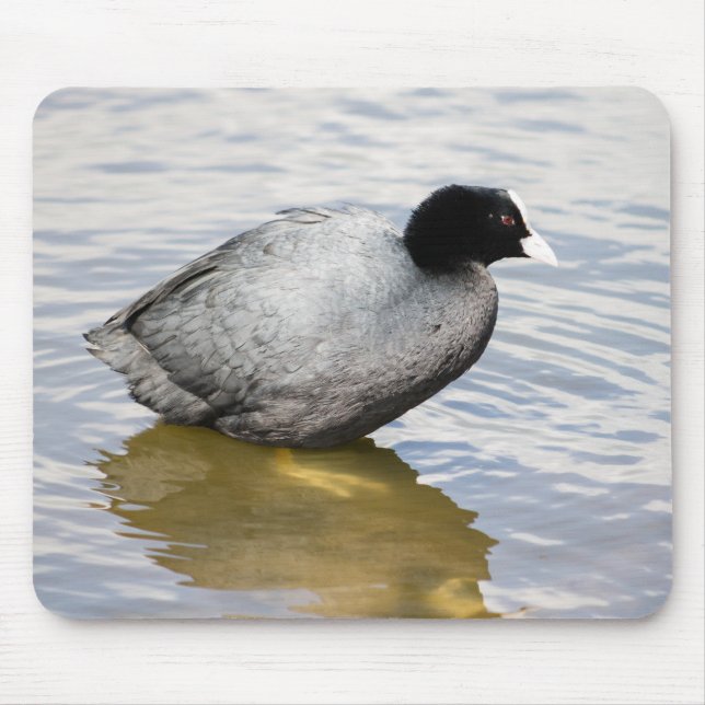 Tapis De Souris Pied eurasien (Devant)