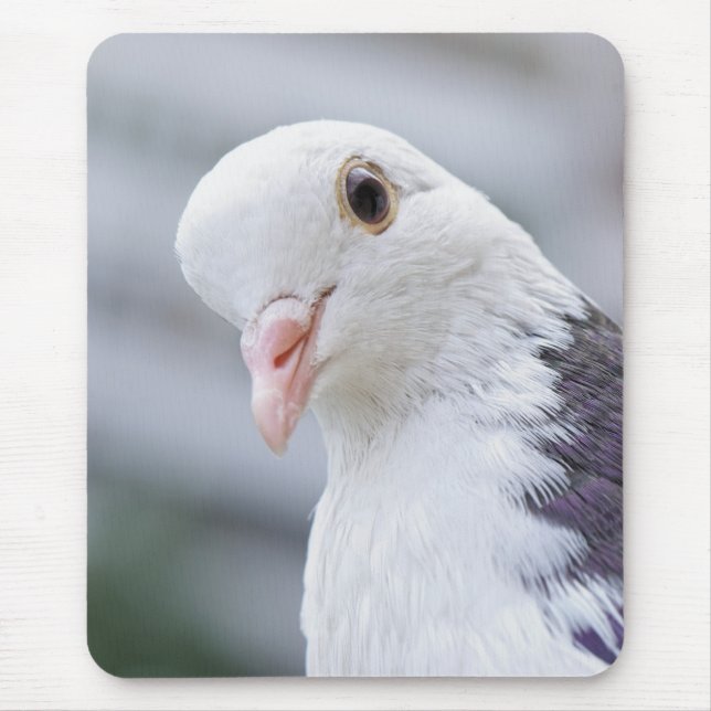 Tapis De Souris Pigeon (Devant)