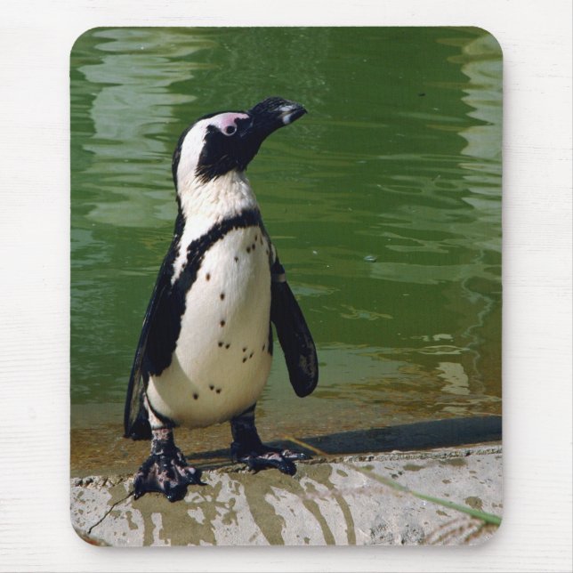 Tapis De Souris Pingouin africain Mousepad (Devant)
