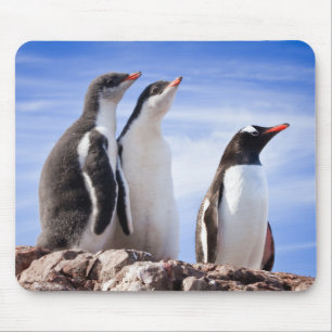Tapis De Souris Pingouins en Antarctique