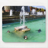 Pingouins Humboldt et oiseau-fontaine