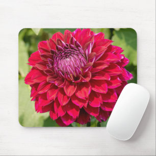 Tapis De Souris Pink Dahlia, Belle Photographie Fleur