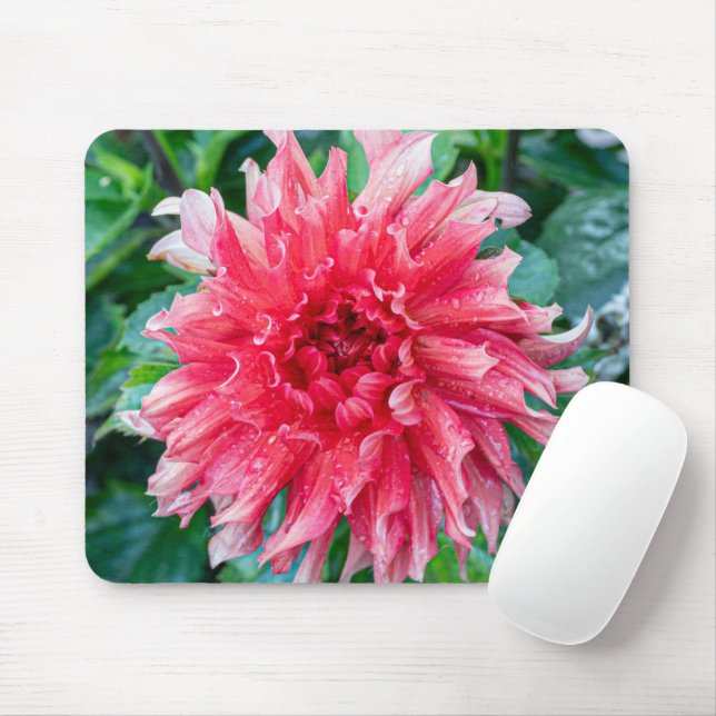Tapis De Souris Pink Dahlia Photographie, Fleur canadienne (Avec souris)