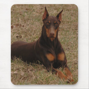 Tapis De Souris Pinscher polychrome de dobermann de rouge et de