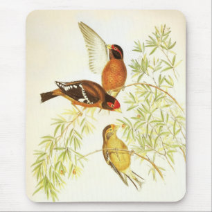 Tapis de souris Pinson Spectaclé Vintage Oiseaux