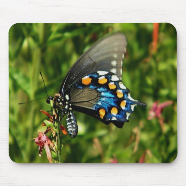 Tapis De Souris Pipevine Swallowtail (Devant)