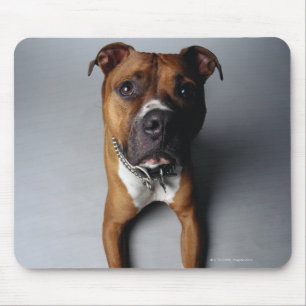 Tapis De Souris Pitbull Terrier se couchant