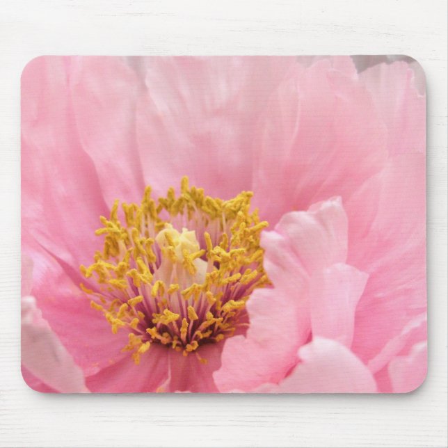 Tapis de souris : Pivoine rose d'arbre (Devant)