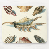 Plage de Shell soignée
