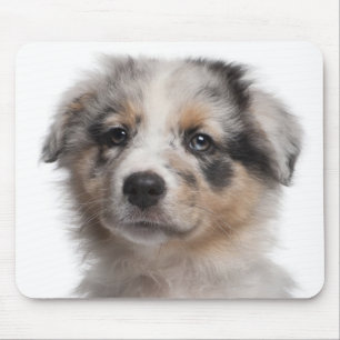 Tapis De Souris Plan rapproché australien bleu de chiot de berger
