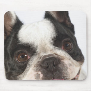 Tapis De Souris Plan rapproché de Boston Terrier collant le son
