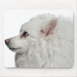Tapis De Souris Plan rapproché de Keeshond (10 années)