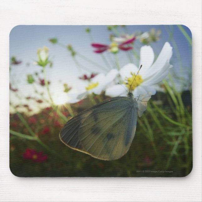 Tapis De Souris Plan rapproché de papillon sur la fleur (Devant)