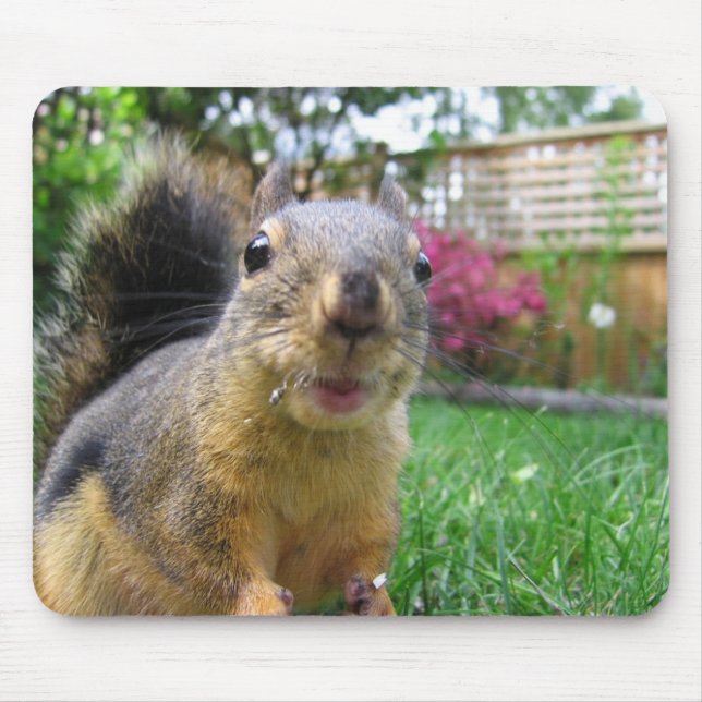 Tapis De Souris Plan rapproché d'écureuil (Devant)