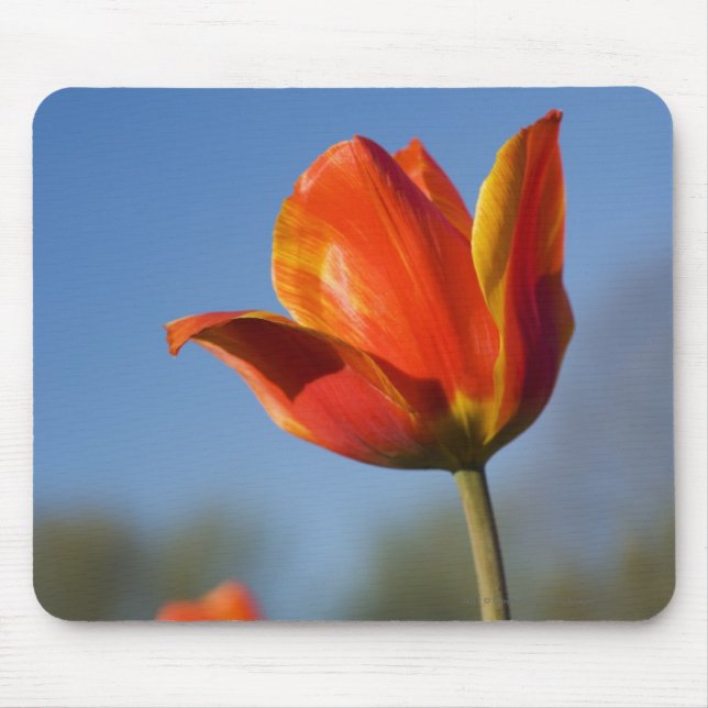 Tapis De Souris Plan rapproché des fleurs de tulipe (Devant)