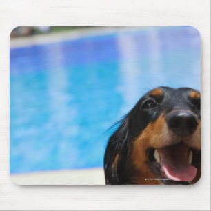 Tapis De Souris Plan rapproché d'un halètement de chien de tecke