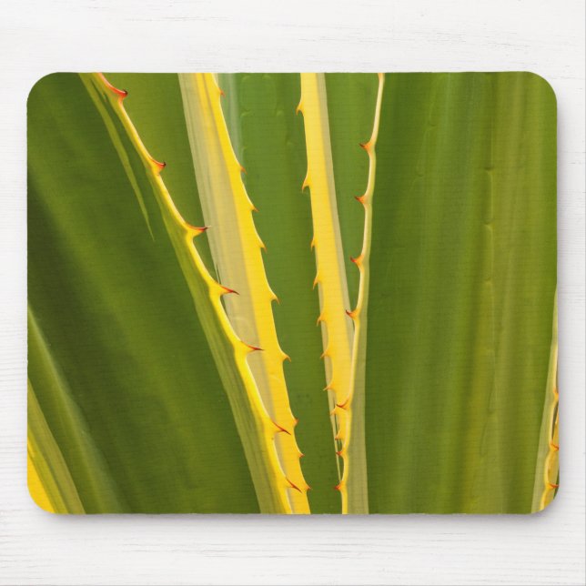 Tapis De Souris Plante Agave Abstrait (Devant)