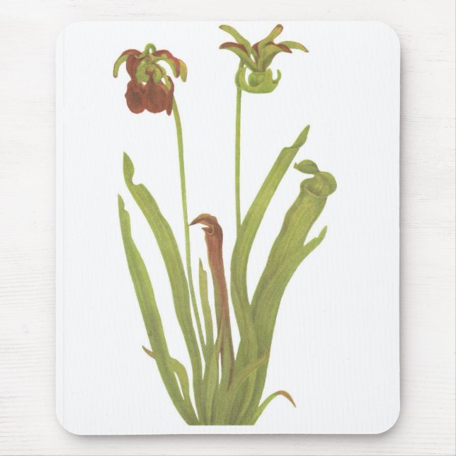 Tapis De Souris Plante carnivore - rubra de Sarracenia (Devant)