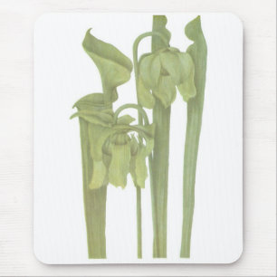 Tapis De Souris Plante carnivore - Sarracenia flava